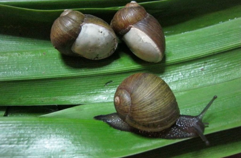 vendita lumache da gastronomia helix Helix Aperta Helix Aspersa Maxima Helix Aspersa Muller azienda lumaca tenuta pra de oro creme-cosmetiche alla bava di lumaca