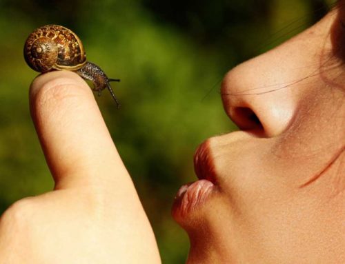 Il segreto della giovinezza: la bava di lumaca